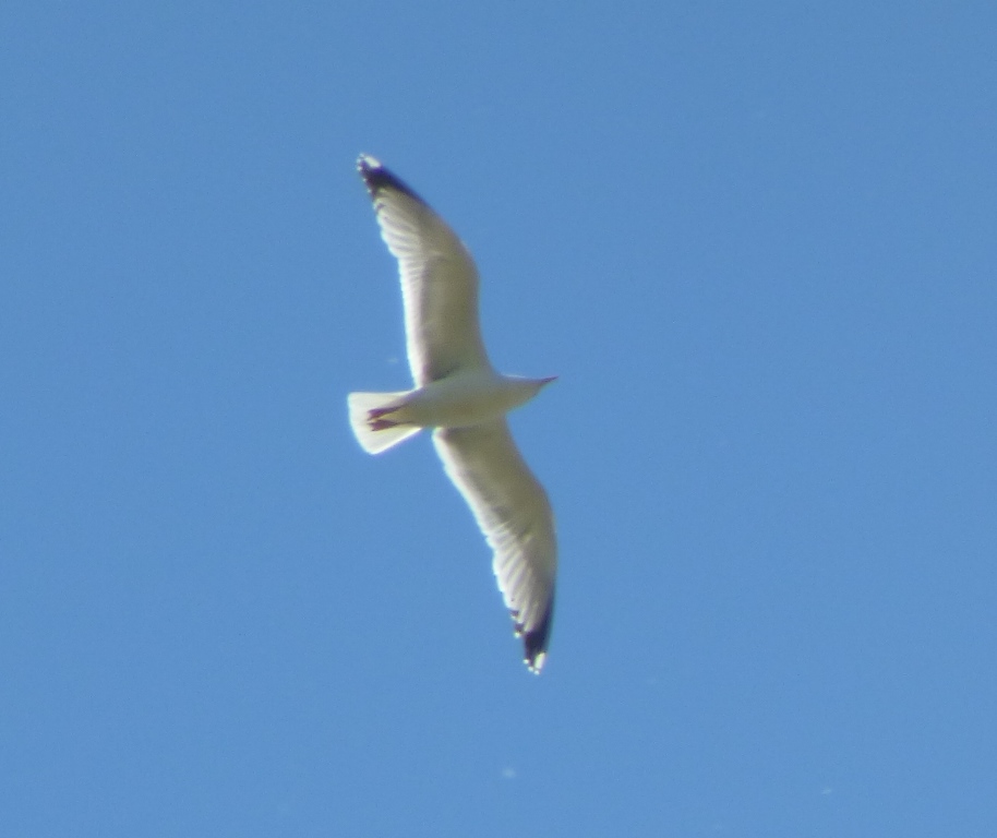 Gabbiani reali  zampe rosse:  cfr. gabbiano reale nordico (Larus argentatus)